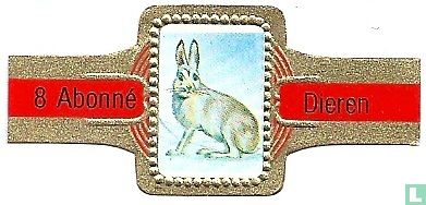 [Arctic hare] - Image 1