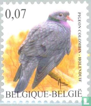 Stock pigeon - Image 1