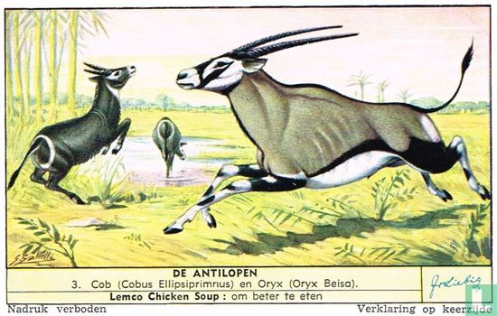 Cob (Cobus Ellipsiprimnus) en Oryx (Oryx Beisa)