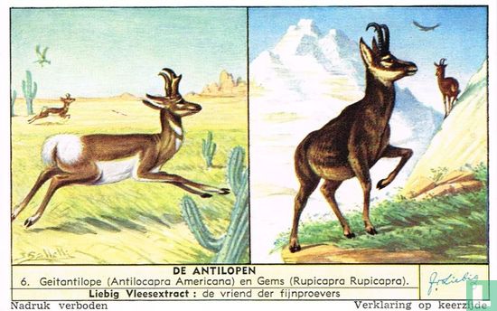 Geitantilope (Antilocapra Americana) en Gems (Rupicapra Rupicapra)
