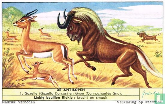 Gazelle (Gazella Dorcas) en Gnoe (Connochaetes Gny)