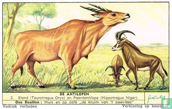 Eland (Taurotragus Oryx) en Paardantilope (Hippotragus Niger)