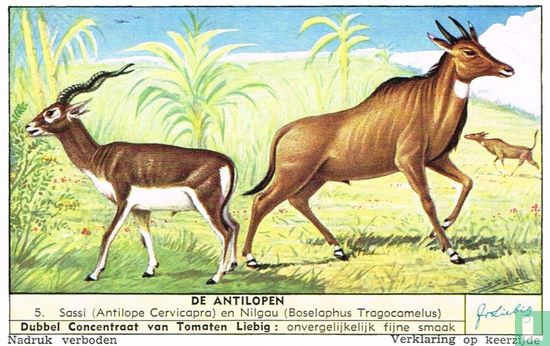 Sassi (Antilope Cervicapra) en Nilgau (Boselaphus Tragocamelus)