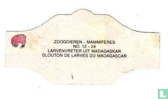 Mangeur de larve de Madagascar - Image 2