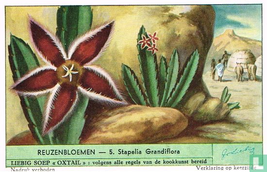 Stapelia Grandiflora