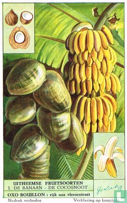 De banaan - De cocosnoot