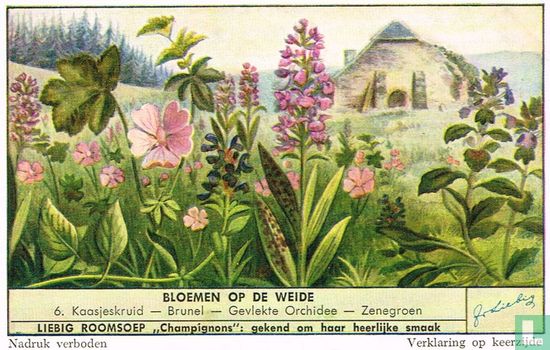 Kaasjeskruid - Brunel - Gevlekte Orchidee - Zenegroen