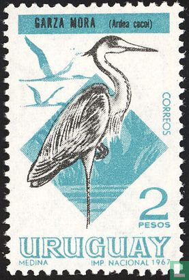 Cocoi Heron - Image 1