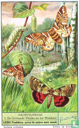 De Gevlamde Vlinder en het Weeskind
