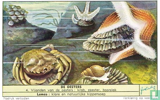 Vijanden van de oesters: krab, zeester, boorslak