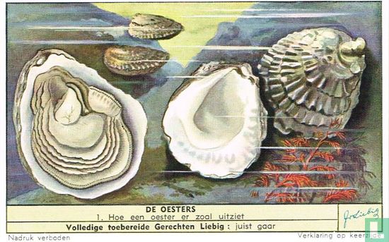 Hoe een oester er zoal uitziet
