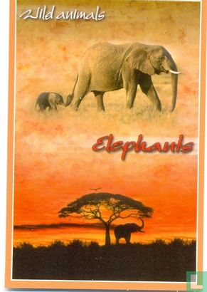 Wild animals - Elephants - Image 1