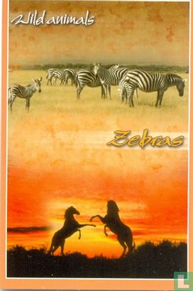 Wild animals - Zebras - Image 1