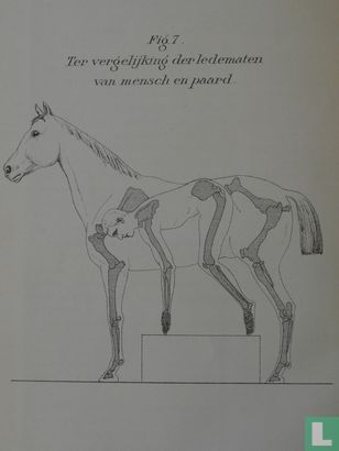 Paardenkennis - Bild 3