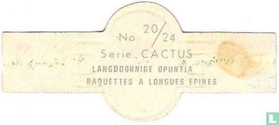 Lange-gekrümmter Opuntia - Bild 2