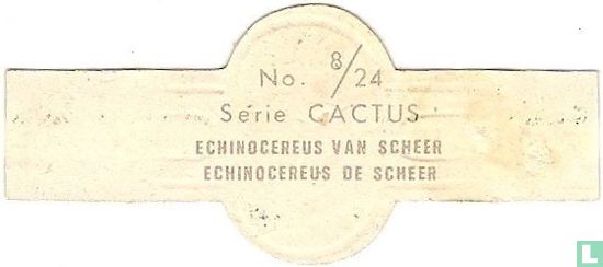 Echinocereus van Scheer - Afbeelding 2