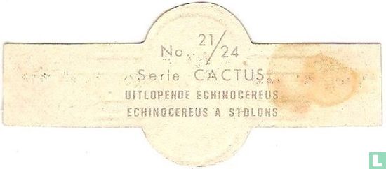Ausgestellte Echinocereus - Bild 2