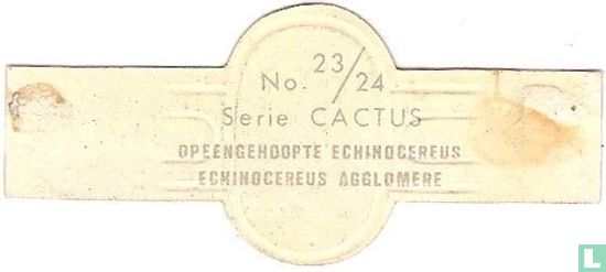 Opeengehoopte Echinocereus - Afbeelding 2