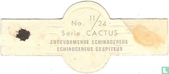 SOD-bildenden Echinocerues - Bild 2