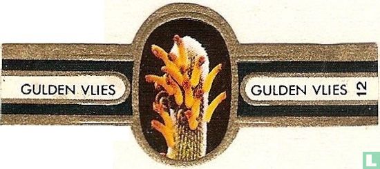 Geelachtige Cleistocactus - Afbeelding 1