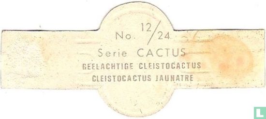 Yellowish Cleistocactus - Image 2