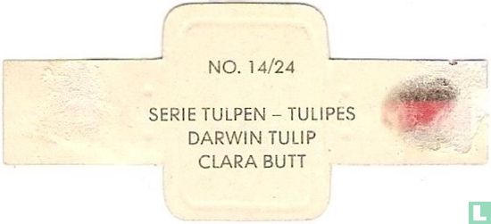Darwin tulip - Clara Butt - Afbeelding 2