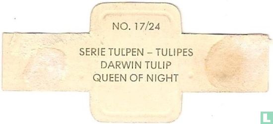 Darwin Tulpe-Königin der Nacht - Bild 2