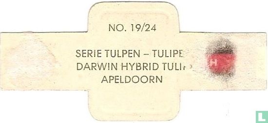 Darwin hybrid tulip - Apeldoorn - Afbeelding 2