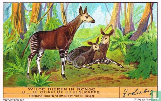 De Okapi of Ezelgiraffe