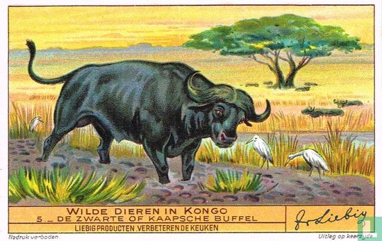 De zwarte of Kaapsche Buffel