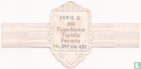 Tijgerbloem - Ferraria - Afbeelding 2