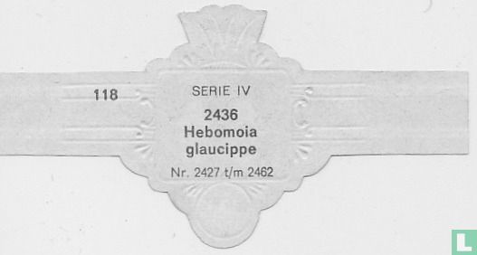 Hebomoia glaucippe - Afbeelding 2