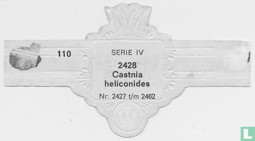 Castnia Heliconides - Afbeelding 2