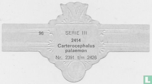 Carterocephalus palaemon - Image 2
