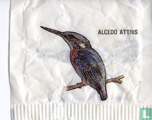 Alcedo Atthis - Image 1