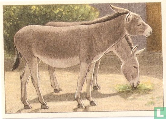 Nubische wilde ezel. - Image 1