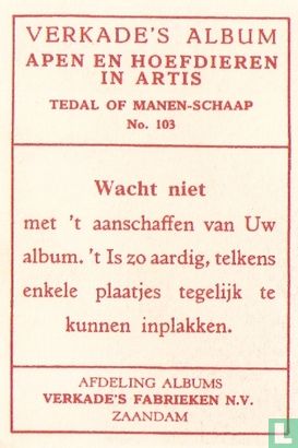 Tedal of Manen-Schaap. - Image 2