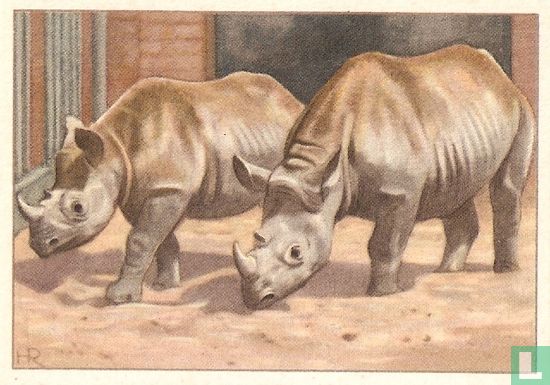 Afrikaanse Puntlip-Neushoorns - Bild 1