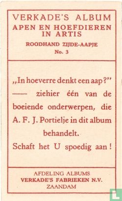Roodhand Zijde-Aapje. - Image 2