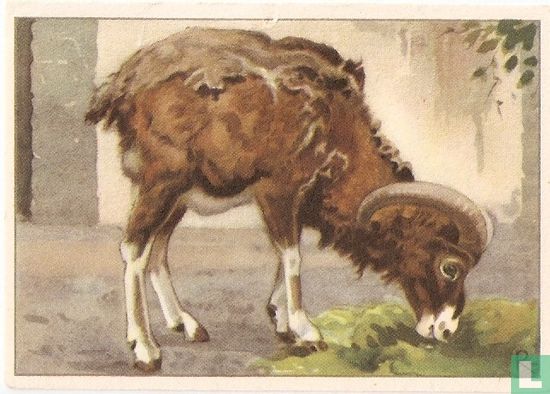 Mouflon. - Image 1