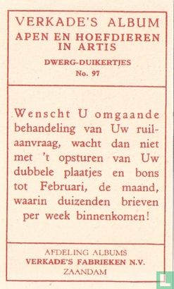 Dwerg-Duikertjes. - Image 2