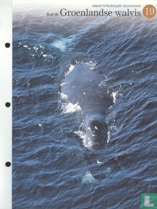 Red de Groenlandse walvis - Image 1