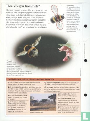 Hoe vliegen insecten? - Image 2