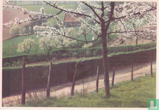 Kerseboom in bloei - Image 1