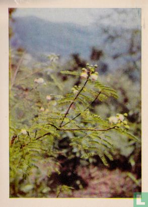 Stinkboom - Image 1