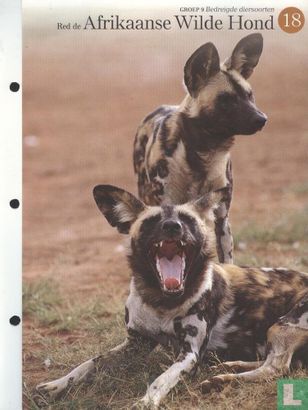 Red de Afrikaanse Wilde Hond - Image 1