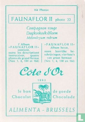 Dagkoekoeksbloem - Afbeelding 2