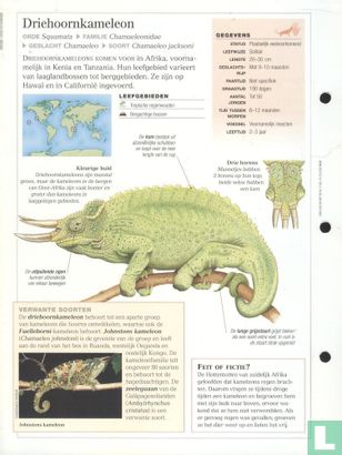 Driehoornkameleon - Image 2