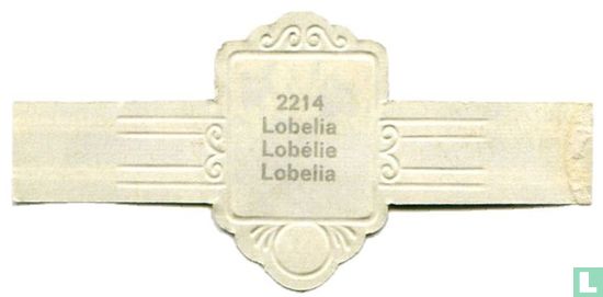 Lobelia - Bild 2