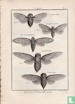 Entomologie, ou Histoire Naturelle des insectes - Afbeelding 1